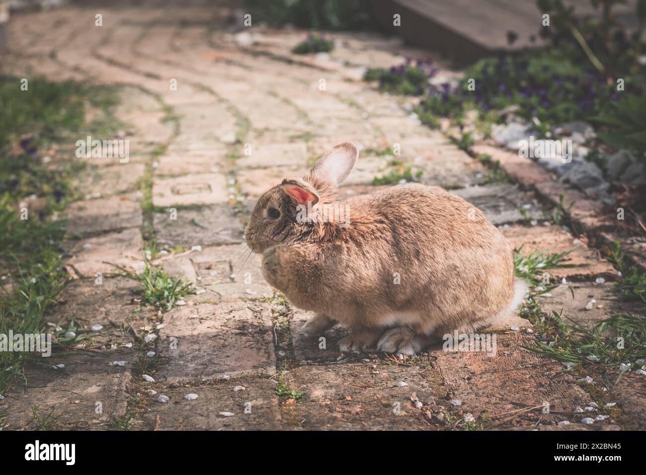 simpatico animale da coniglio all'aperto in giardino Foto Stock