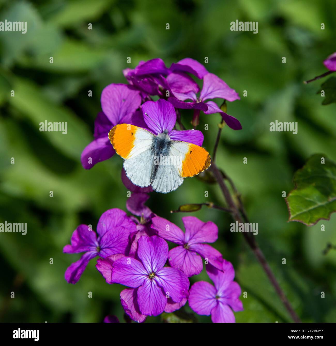 Farfalla con punta d'arancia (Anthocharis cardamines) nella campagna inglese in primavera prendendo nettare dall'onestà dei fiori selvatici, Lunaria annua Foto Stock
