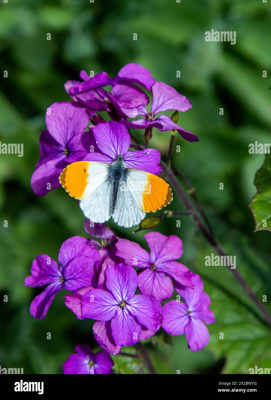 Farfalla con punta d'arancia (Anthocharis cardamines) nella campagna inglese in primavera prendendo nettare dall'onestà dei fiori selvatici, Lunaria annua Foto Stock
