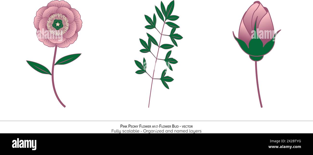 Fiore e bocciolo di peonia rosa - illustrazione vettoriale Illustrazione Vettoriale