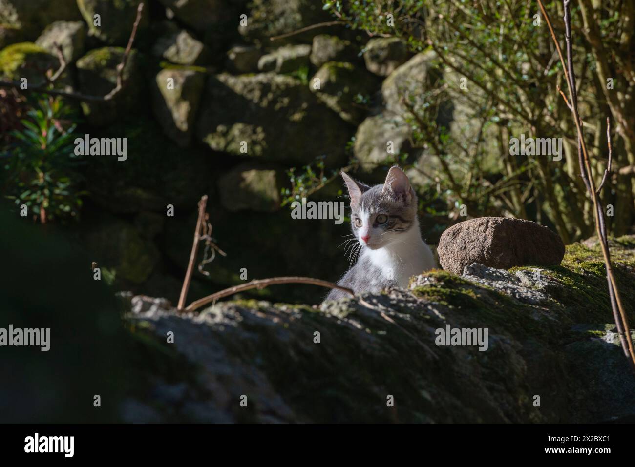 Un gattino giovane grigio e bianco che esplora all'aperto intorno al muro del giardino Rockss of a Garden Foto Stock