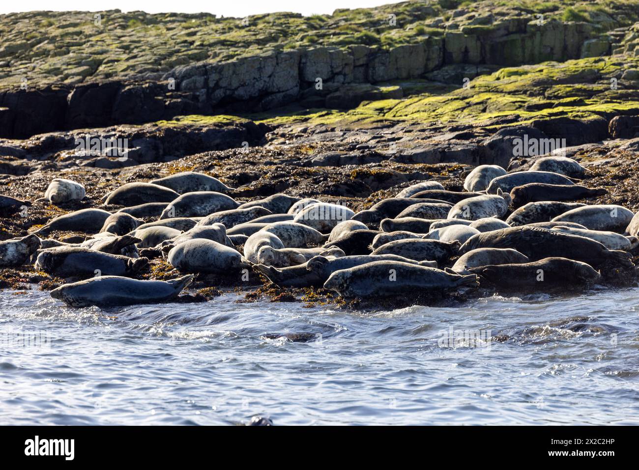 Le foche grigie si crogiolano al sole sulle Isole farne, Northumberland Foto Stock