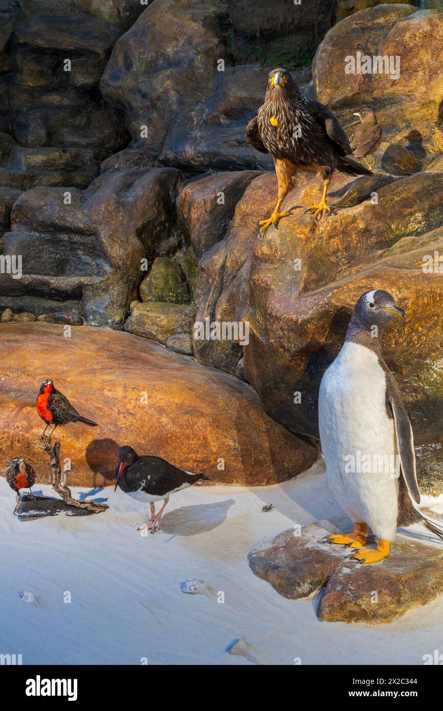 Mostra di uccelli, Historic Dockyard Museum, Port Stanley, Falkland Islands, Regno Unito Foto Stock