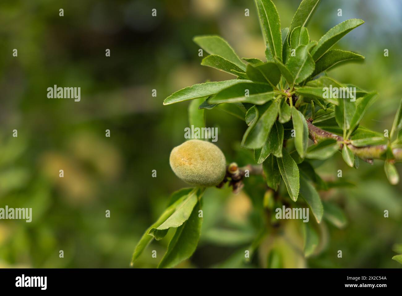 Mandorla con frutta matura e foglie verdi Foto Stock