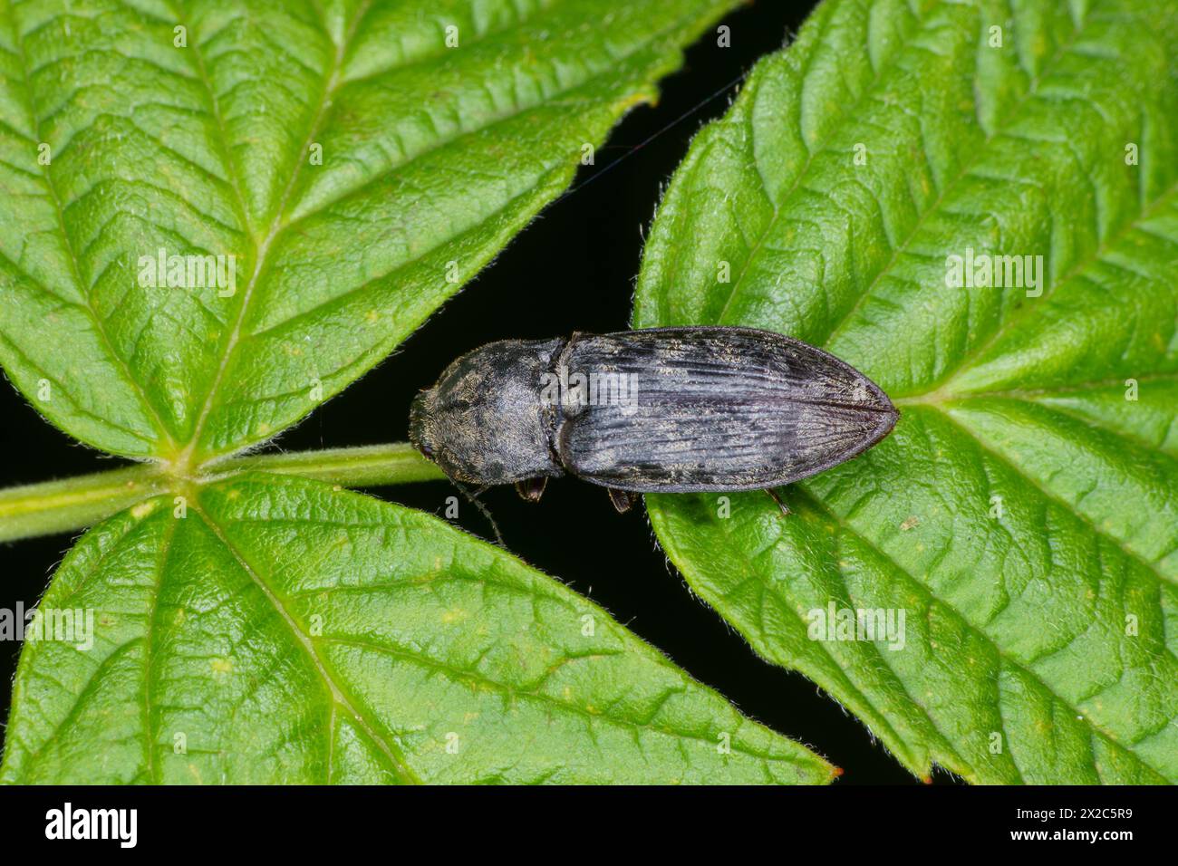 Prosternon tessellatum famiglia Elateridae genere Prosternon Chequered Click Beetle Wild Nature insetti fotografia, foto, sfondo Foto Stock