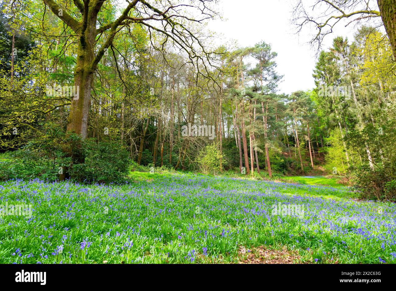 Bluebell Fields in una foresta a sud di Balcombe, West Sussex, Inghilterra Foto Stock