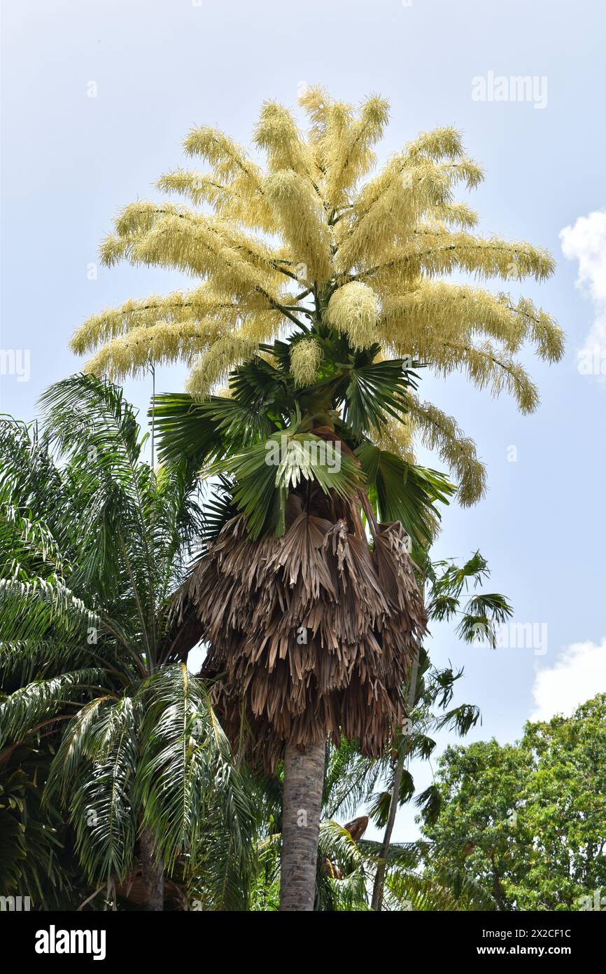Palma talipot fiorita (Corypha umbraculifera) presso il Royal Botanic Garden di Trinidad. Produce fiori e frutta una volta nei suoi 30-80 anni di vita. Foto Stock