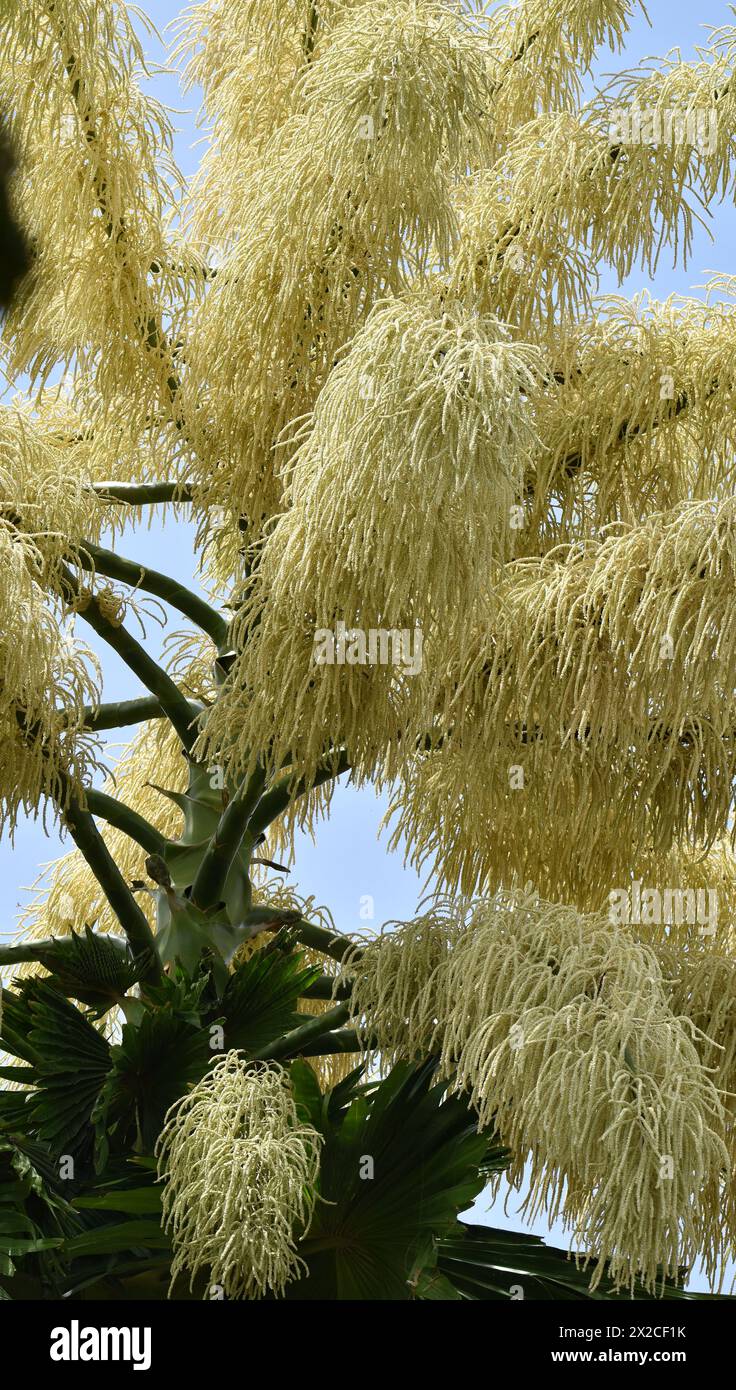 Palma talipot fiorita (Corypha umbraculifera) presso il Royal Botanic Garden di Trinidad. Produce fiori e frutta una volta nei suoi 30-80 anni di vita. Foto Stock