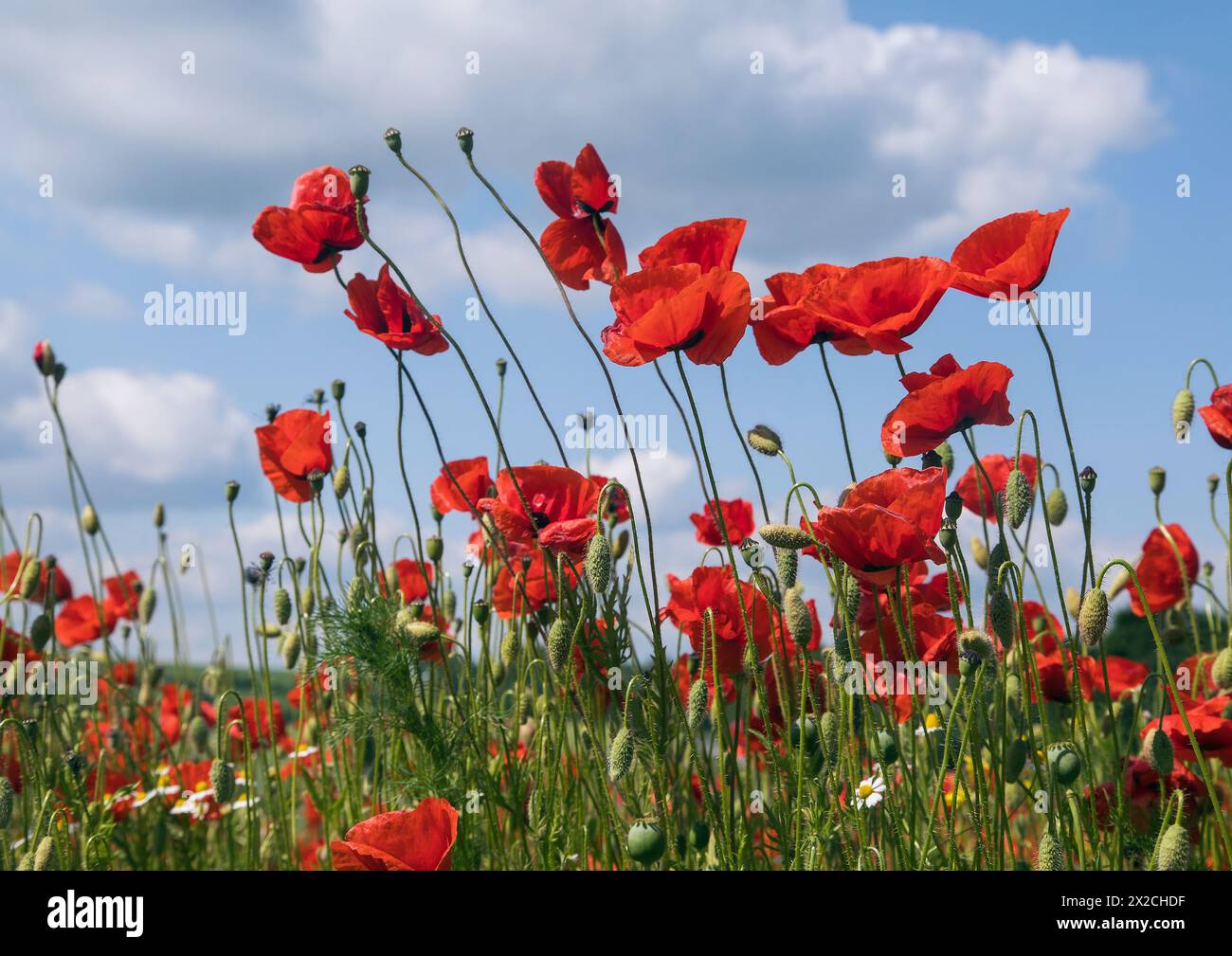 Campo di papaveri rossi o papavero comune, papavero di mais, rosa di mais, papavero da campo, papavero delle fiandre, in latino Papaver Rhoaes Foto Stock