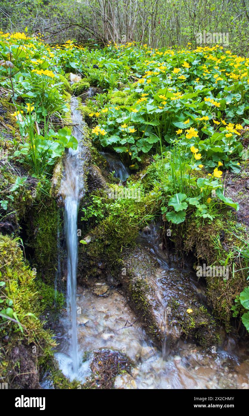 Caltha palustris, conosciuta come Marsh-Marigold o kingcup con vista primaverile delle piccole cascate Foto Stock