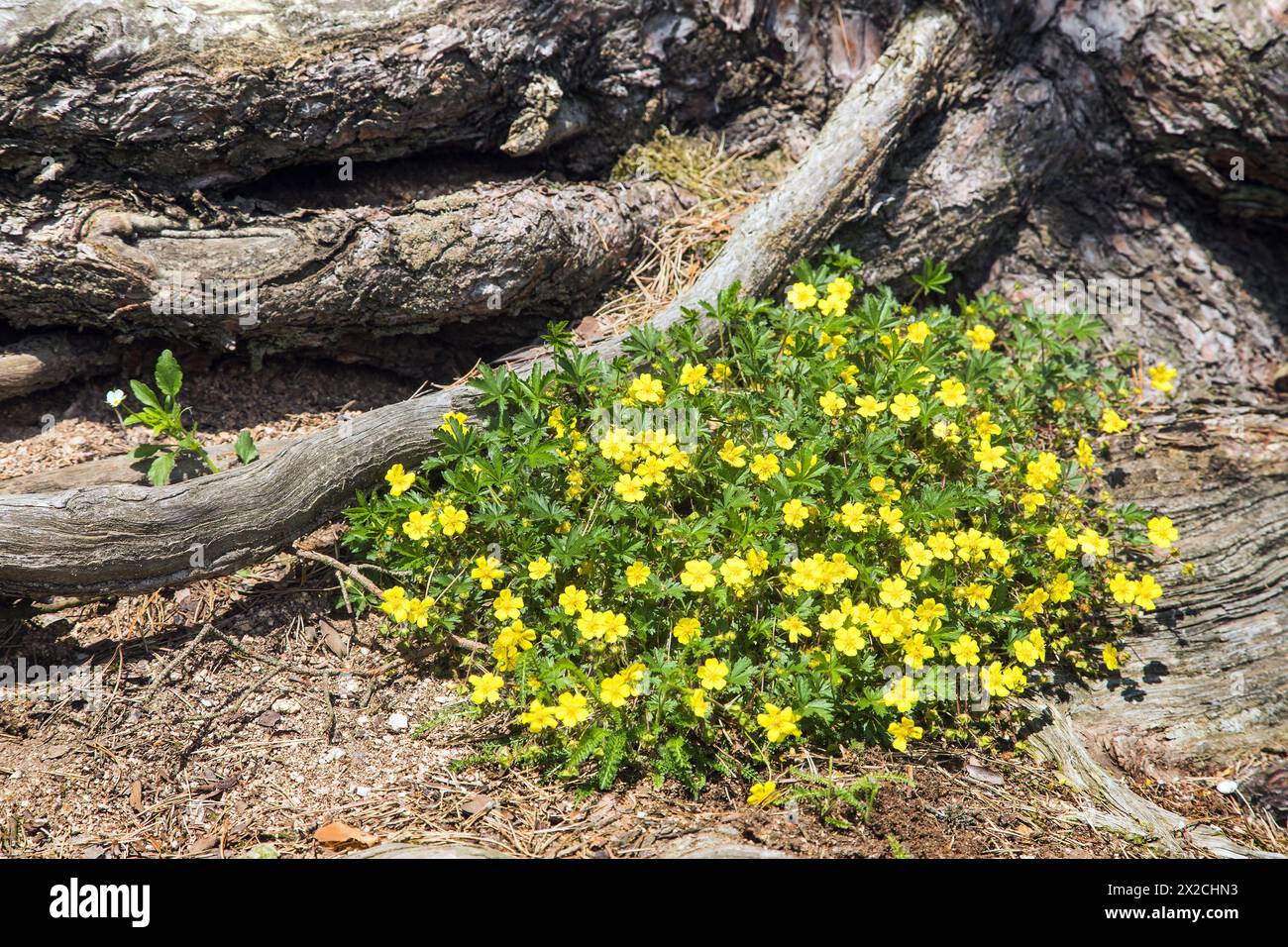 Cinquefoil strisciante, cinquefoil europeo o tormentolo strisciante, in latino Potentilla reptans e radice di pino Foto Stock
