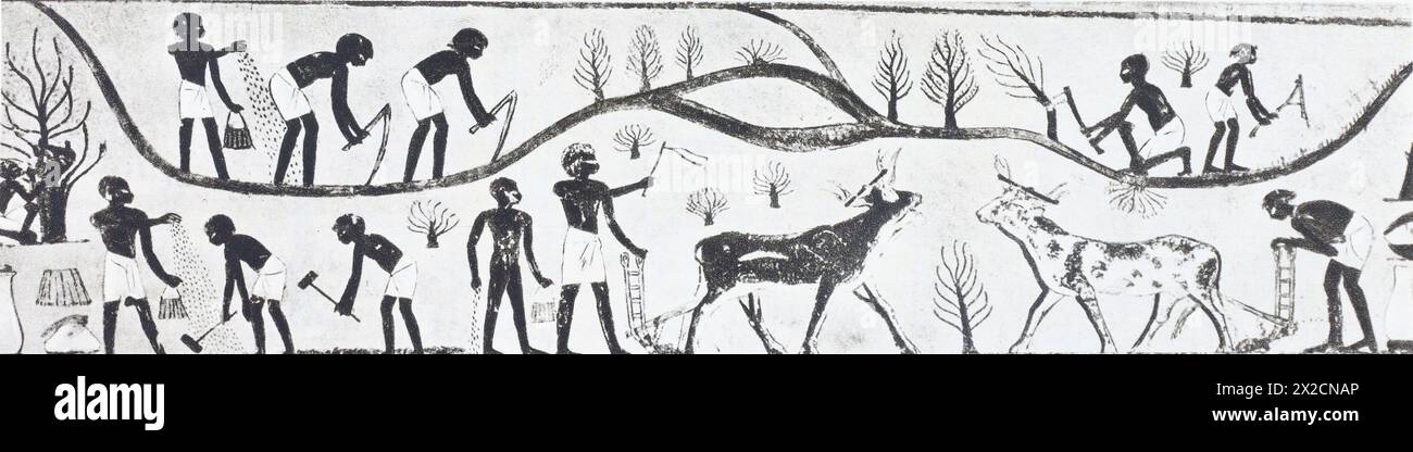 Dipinto di una tomba a Tebe raffigurante opere agricole. Pittura della metà del II millennio a.C. Foto della metà del XX secolo. Foto Stock