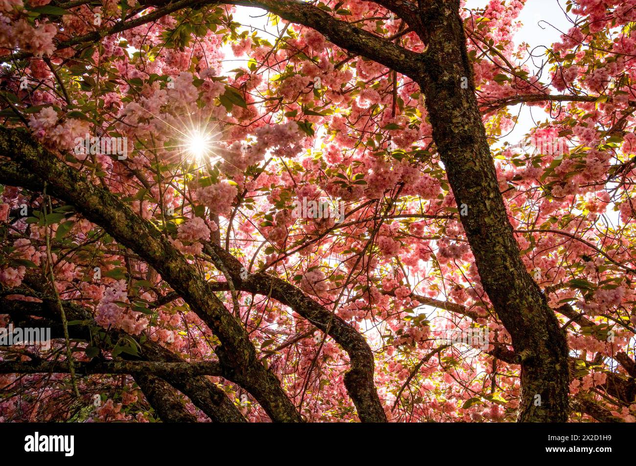 Guardando verso l'alto in un'esplosione di sole attraverso un gruppo di fiori di ciliegio e tronchi d'albero. Foto Stock
