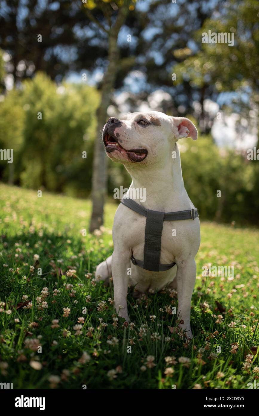 Pitbull bianco in imbracatura in un campo di fiori. Foto Stock
