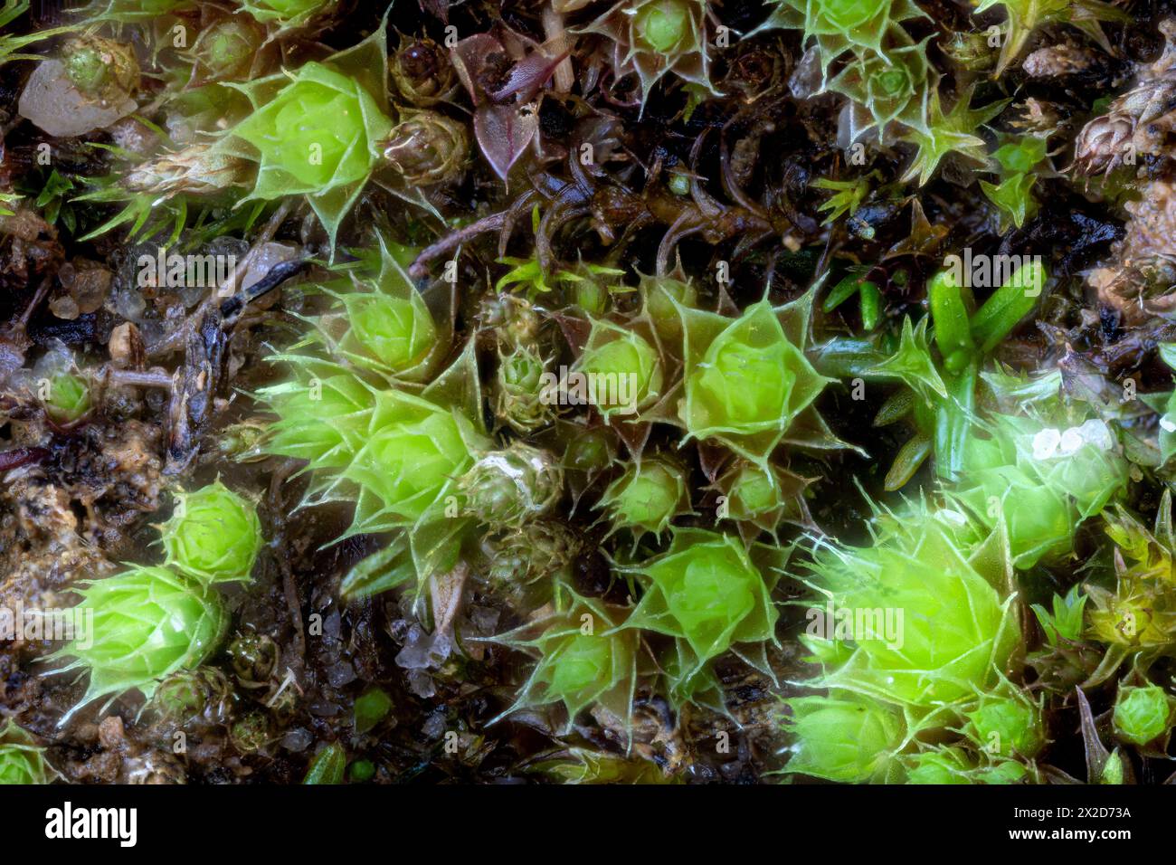 Muschio filetto capillare Bryum capillariae Foto Stock