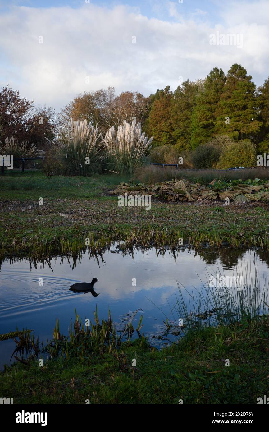 Coot nuota lungo un fosso nel parco ornitologico di Slimbridge Foto Stock