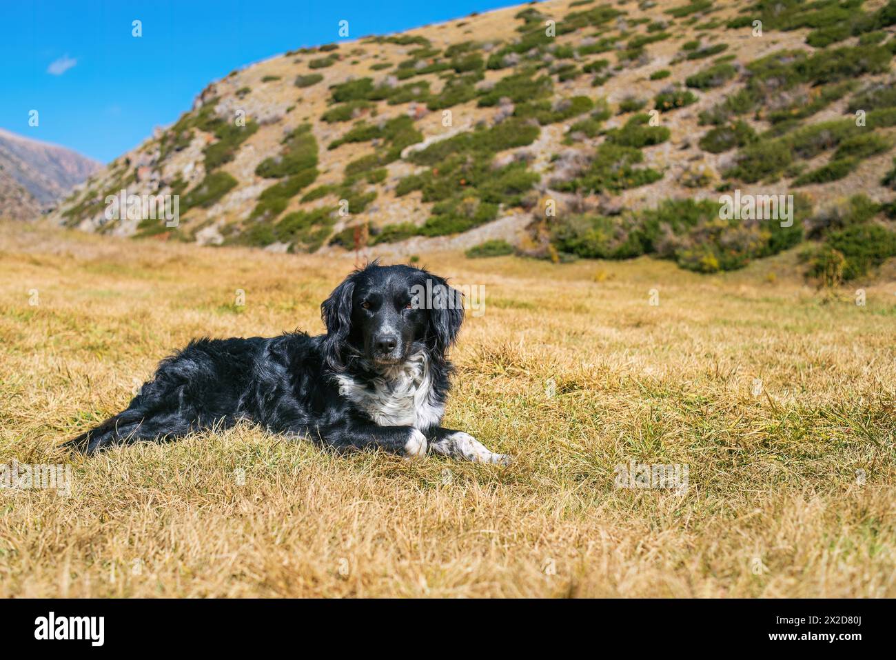 Ritratto di un bellissimo cane bianco e nero steso sull'erba e che guarda la macchina fotografica in montagna. Cane Stabyhoun sulla collina. Concetto di viaggio con cani Foto Stock