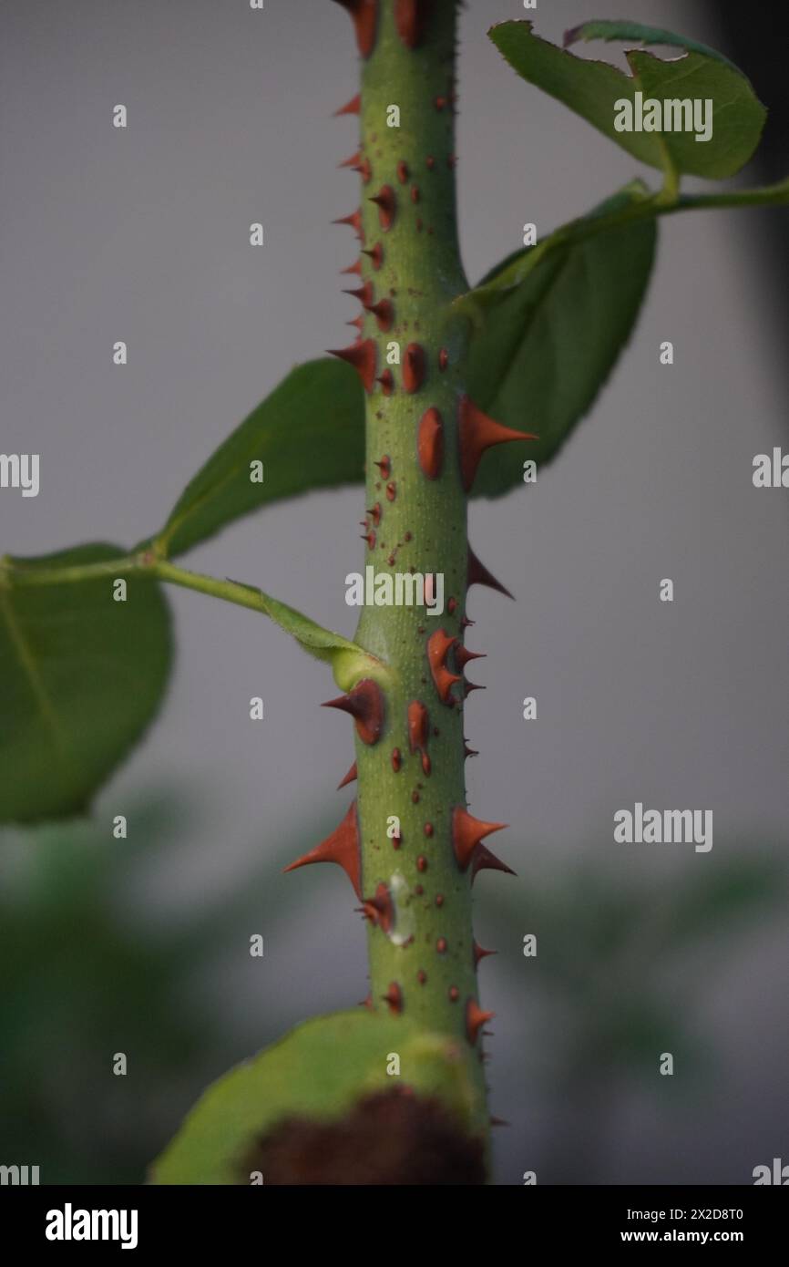 Steli verdi di rose di spina rossa e foglie con sfondo sfocato e scuro Foto Stock