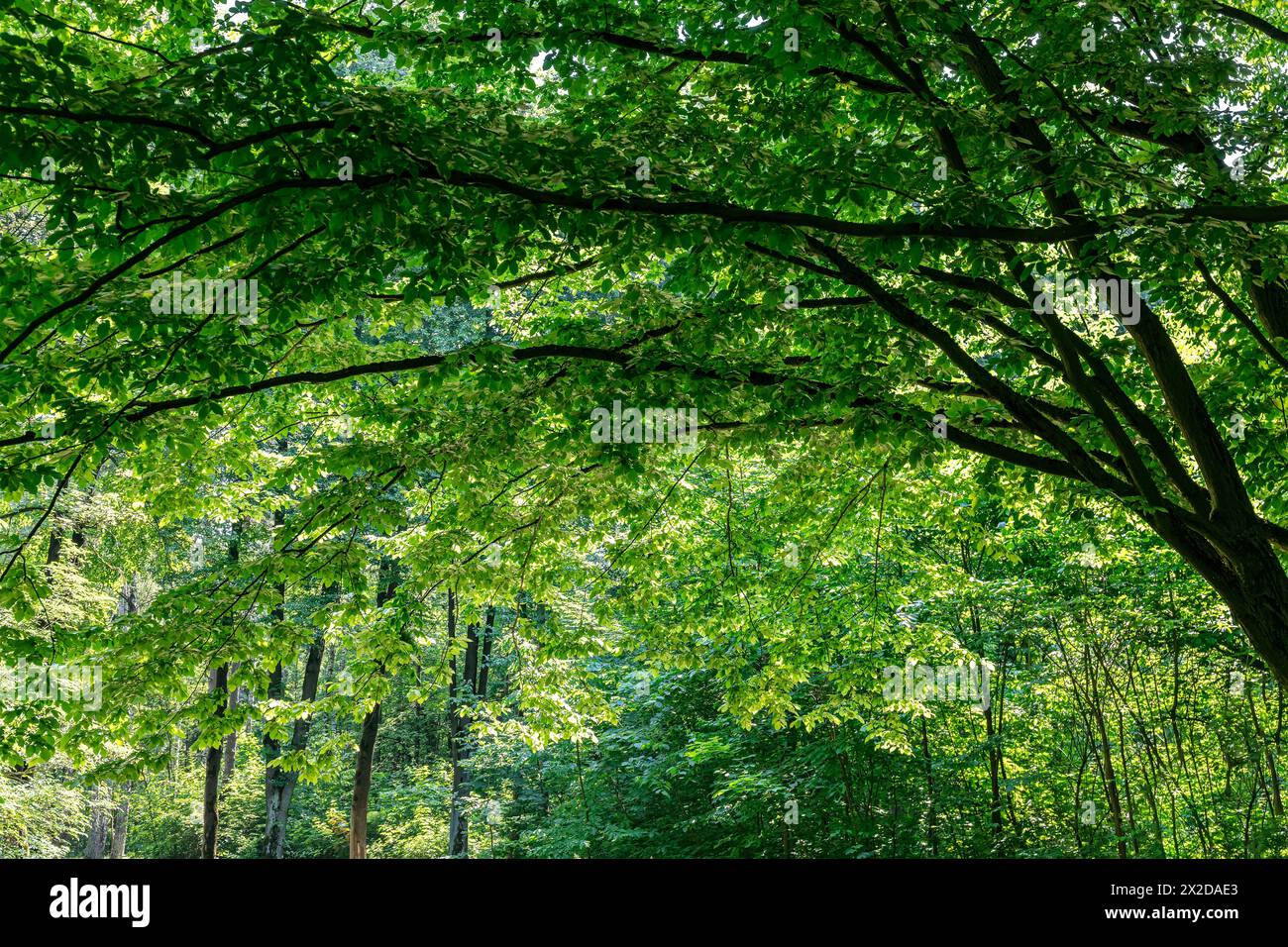 percorso in una foresta con rami ad arco di un maestoso albero verde. bellissimo parco estivo idilliaco. Foto Stock