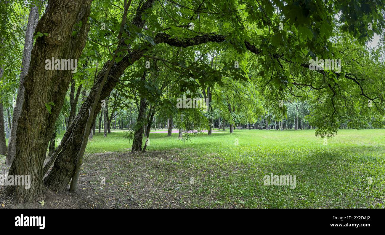 grandi vecchi alberi nel parco pubblico della città. verde paesaggio estivo. panorama. Foto Stock