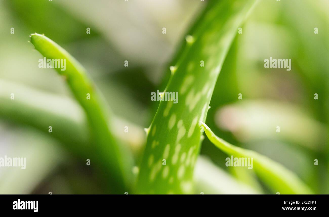 Aichhalden, Germania. 21 aprile 2024. Una pianta di aloe vera si trova in una ciotola in un soggiorno. Crediti: Silas Stein/dpa/Alamy Live News Foto Stock