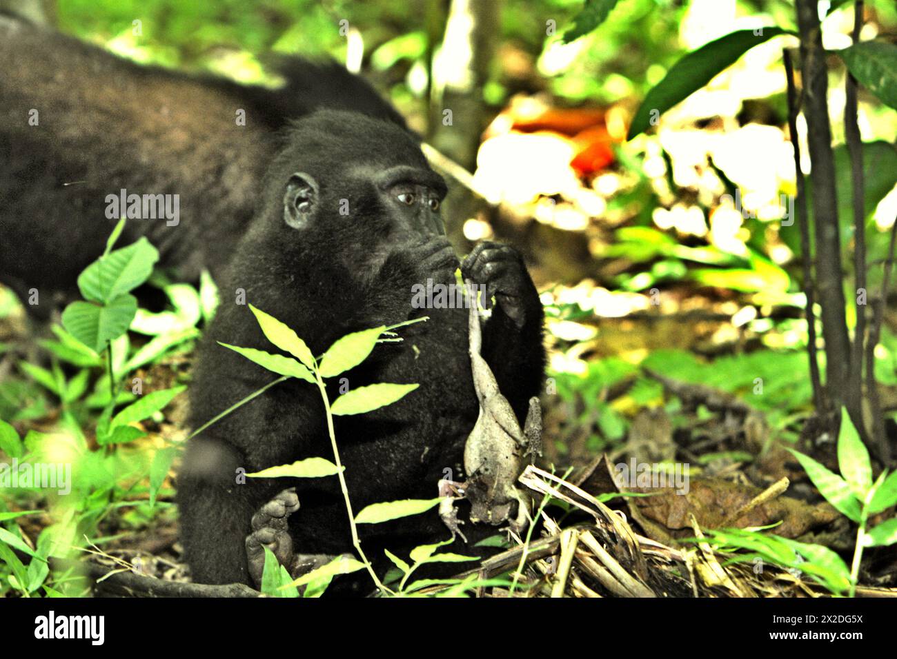 Un giovane esemplare di Macaca nigra Sulawesi possiede una specie non identificata di rana, una delle sue diete secondo i primatologi, mentre si siede a terra nella riserva naturale di Tangkoko, Sulawesi settentrionale, Indonesia. Il cambiamento climatico è uno dei principali fattori che influenzano la biodiversità in tutto il mondo a un ritmo allarmante secondo un team di scienziati guidato da Antonio Acini Vasquez-Aguilar nel loro articolo di ricerca del marzo 2024 pubblicato su Environ Monit Evaluate. Potrebbe spostare la distribuzione geografica delle specie, comprese le specie che dipendono molto dalla copertura forestale... Foto Stock