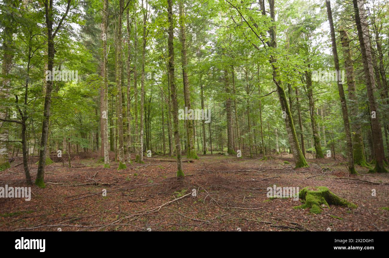 All'interno di una tipica foresta di betulle delle Alpi italiane Foto Stock