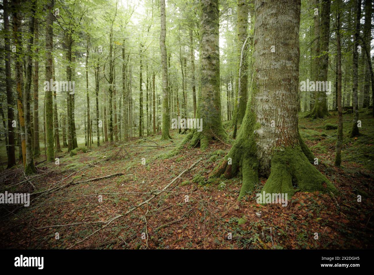 All'interno di una tipica foresta di betulle delle Alpi italiane Foto Stock