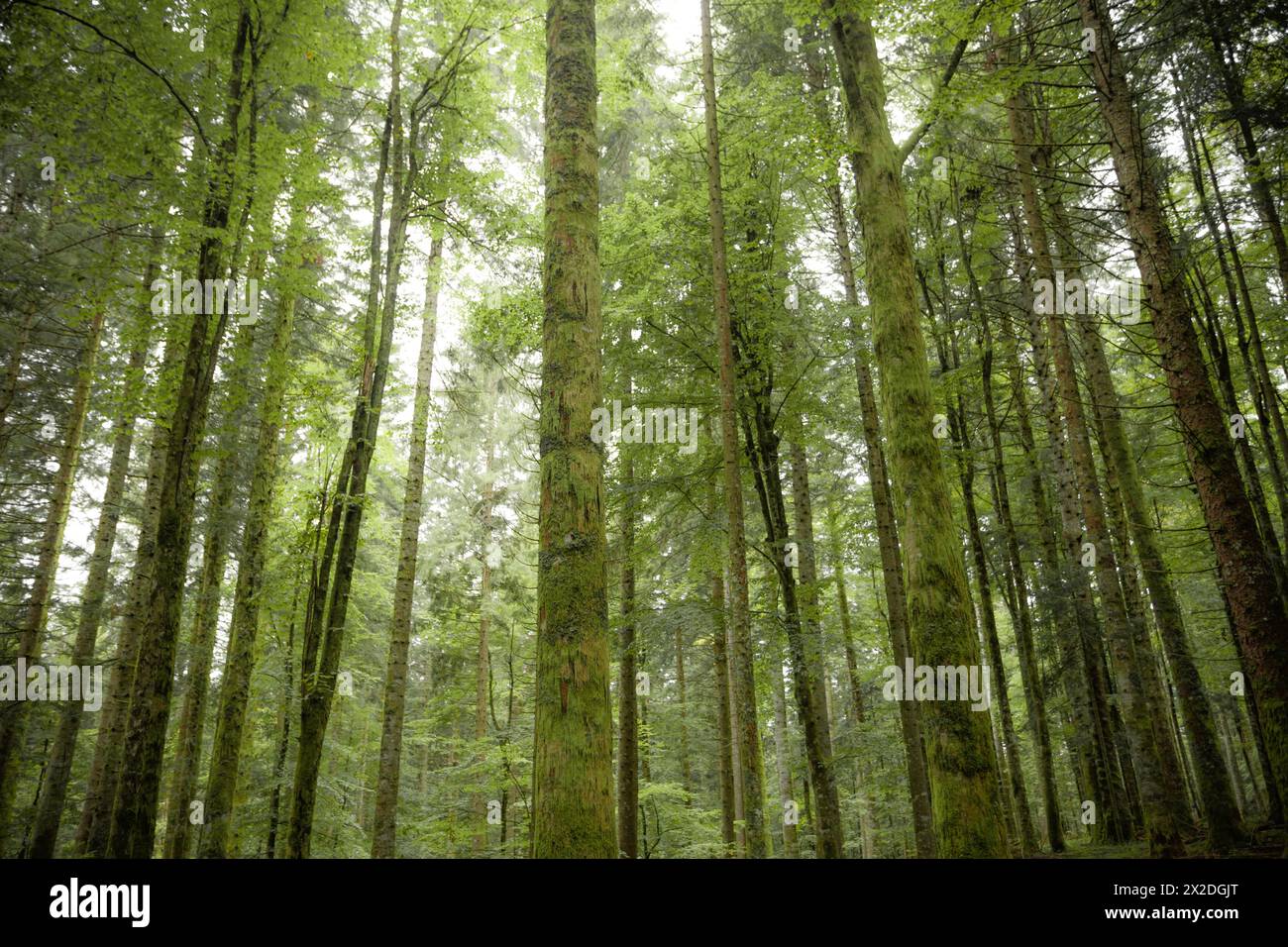 All'interno di una tipica foresta di betulle delle Alpi italiane Foto Stock