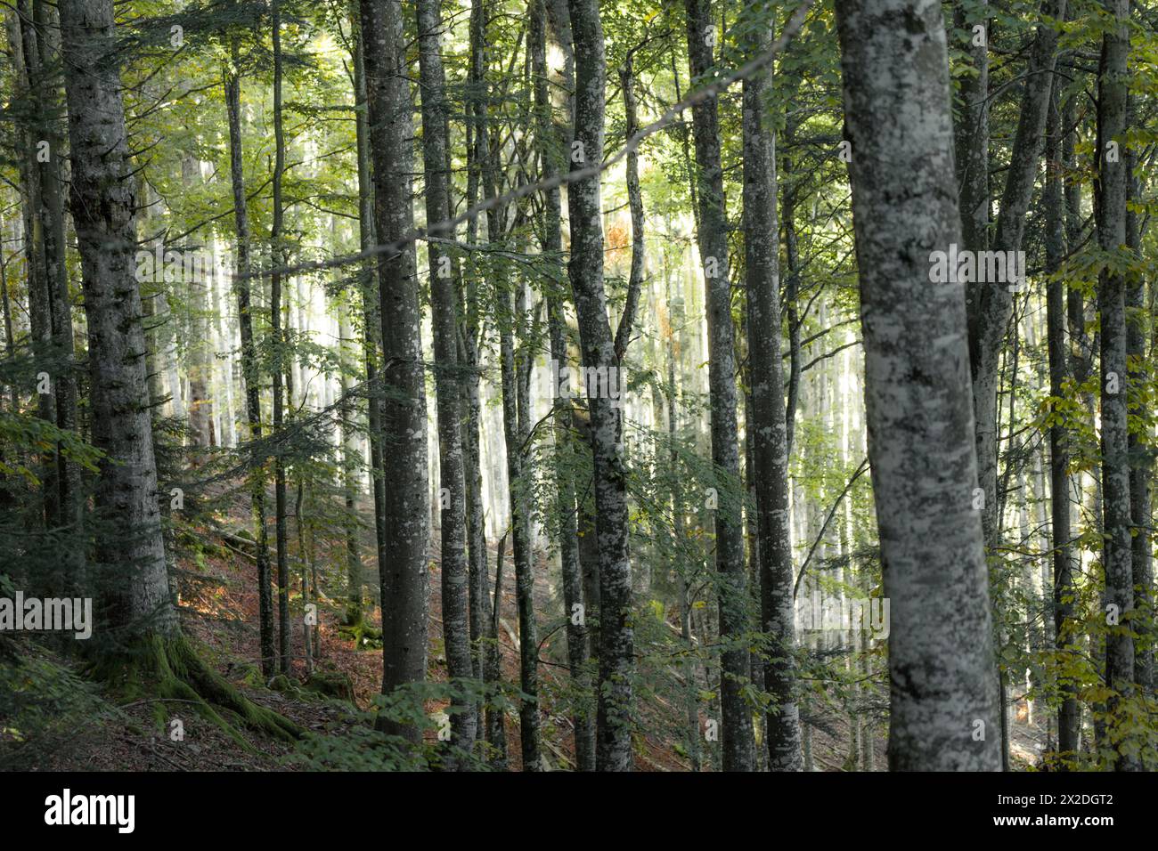 All'interno di una tipica foresta di betulle delle Alpi italiane Foto Stock