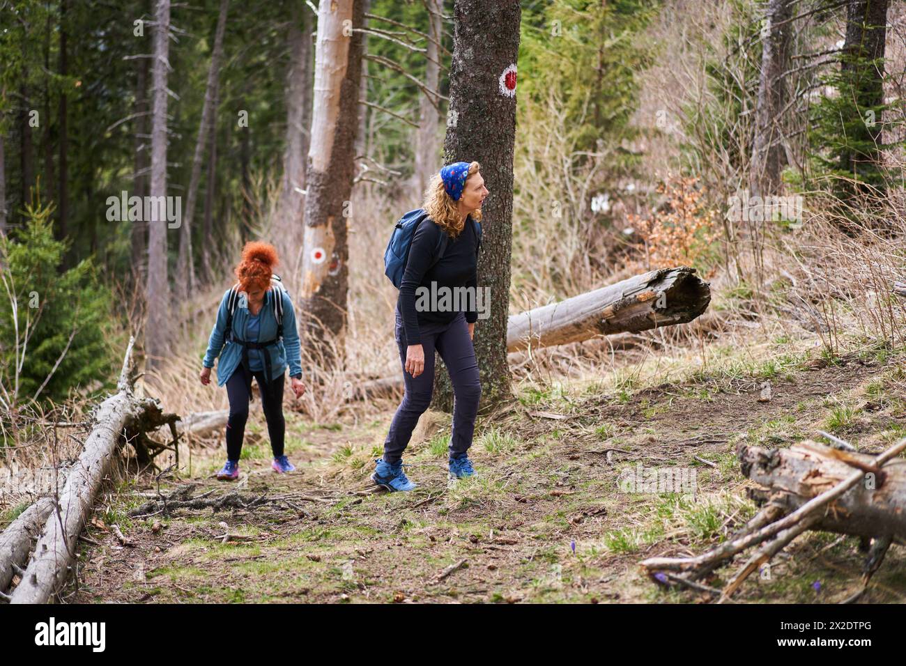 Donne con zaini che camminano su un sentiero tra le montagne con foreste di pini all'inizio dell'estate Foto Stock