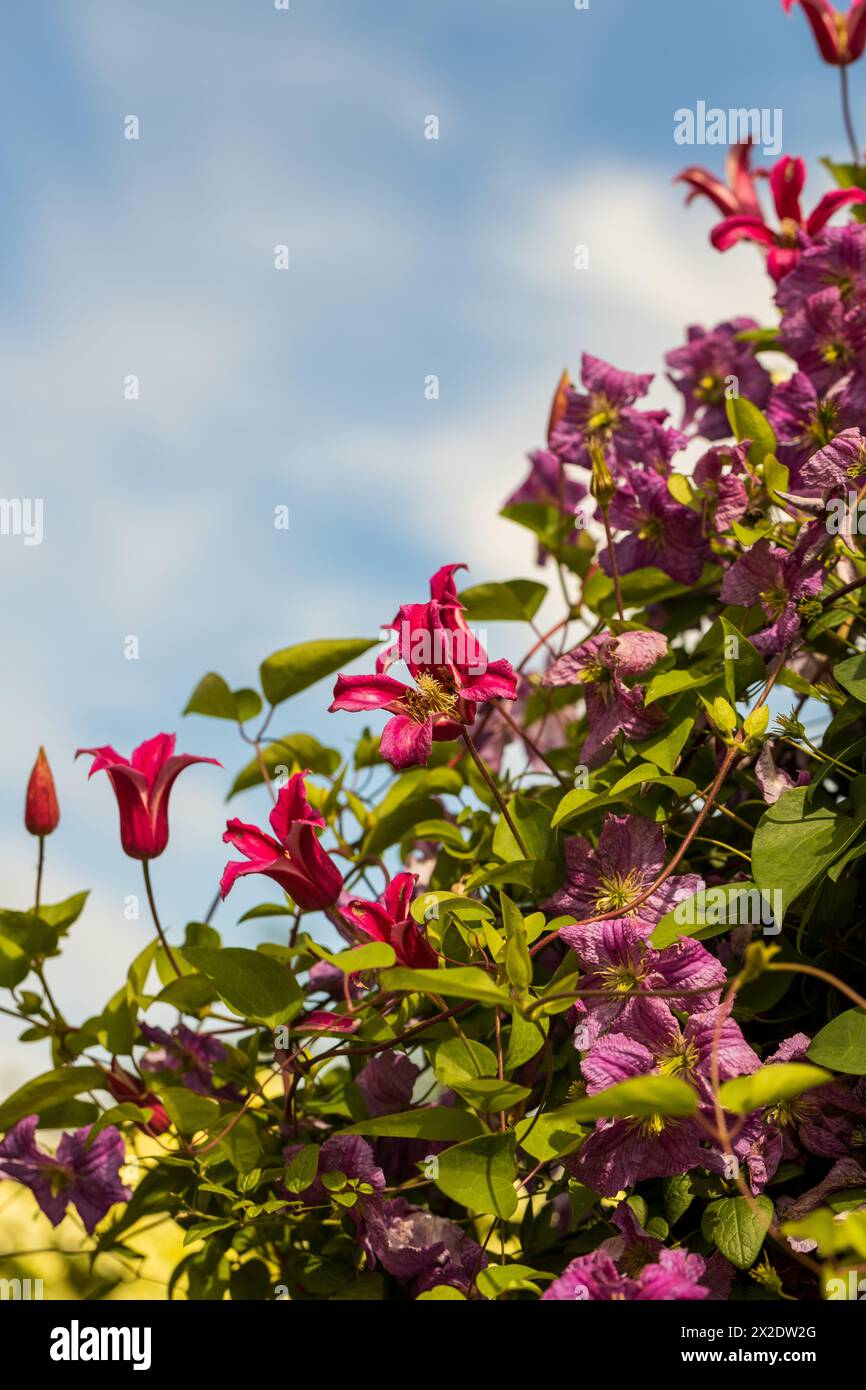 Clematis Principessa Diana e Mazurek in fiore Foto Stock