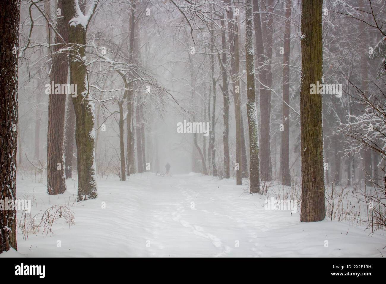 Neve nel parco in inverno, scarsa visibilità Foto Stock