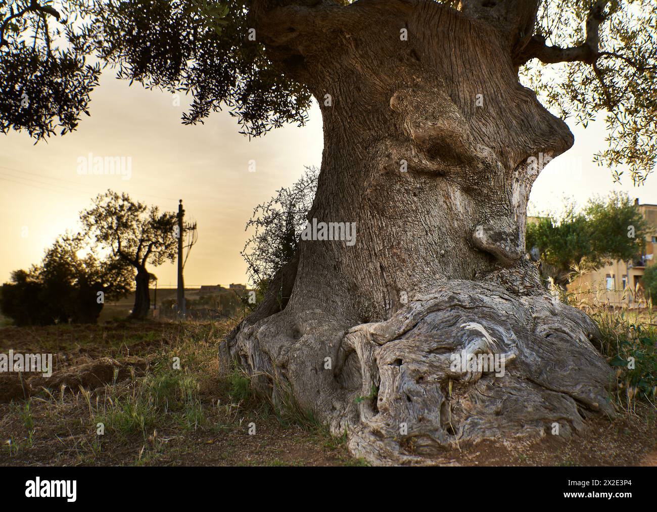 Saggia faccia in legno assorbita nel pensiero risparmiato dall'agente patogeno vegetale Xylella fastidiosa. L'olivo antico con un'espressione attenta trasmette saggezza Foto Stock