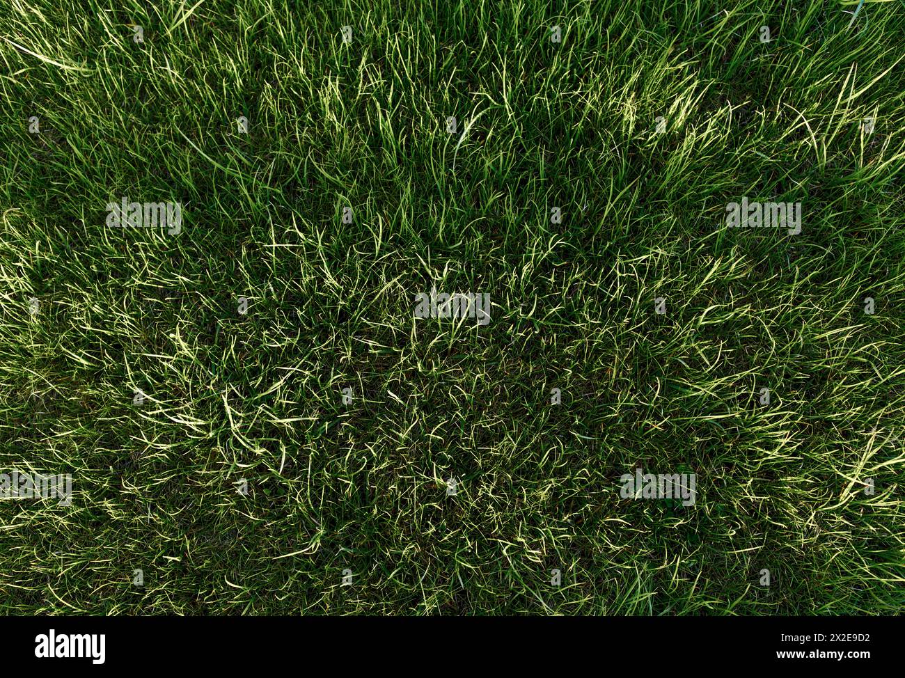 Sfondo a erba verde per il campo da golf. Foto Stock