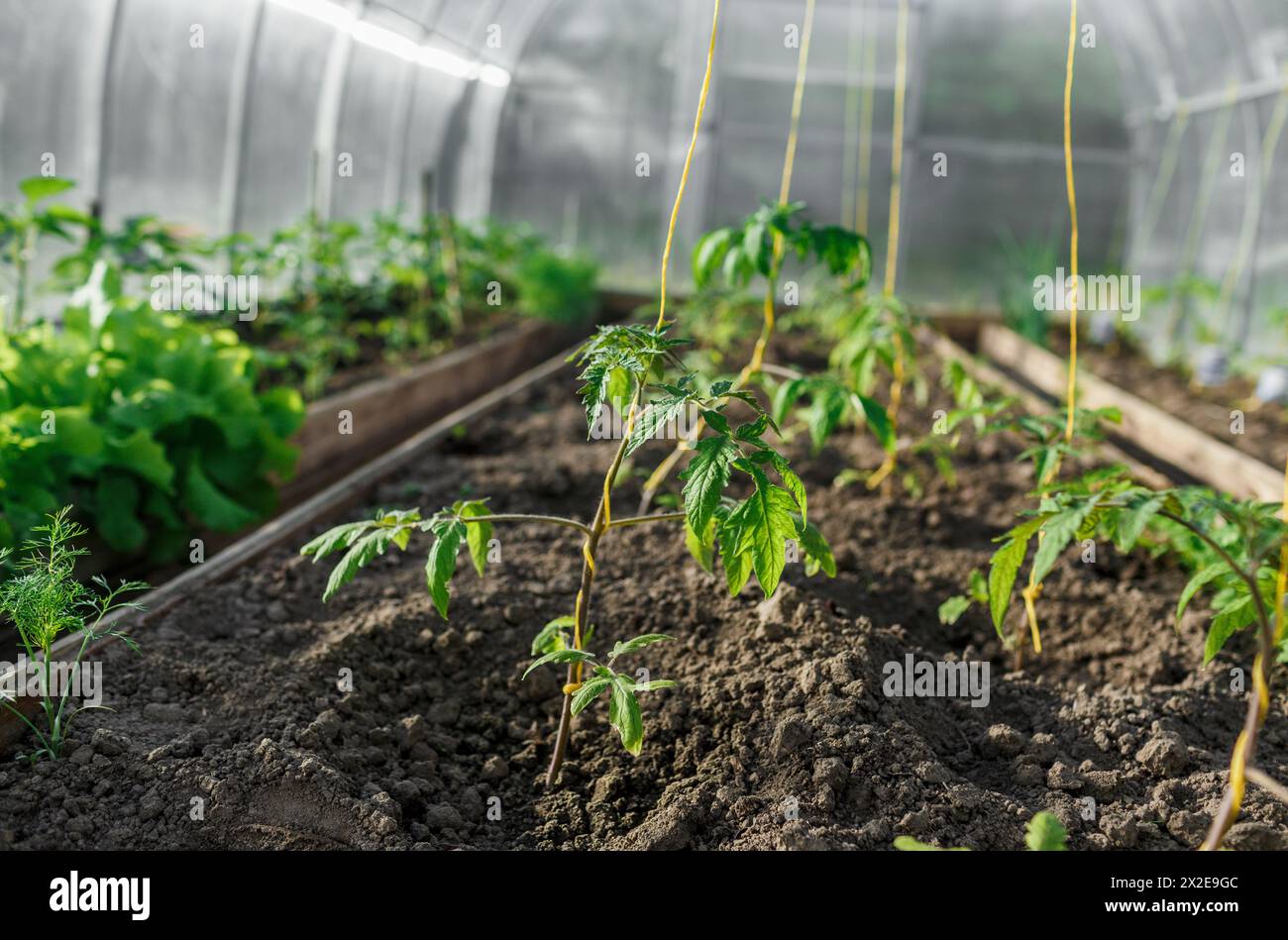 Le piantine di pomodoro sono state piantate nella serra in primavera. Foto Stock