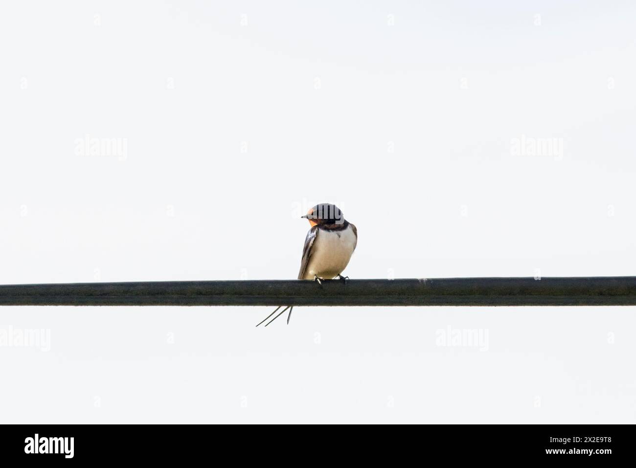 Fienile ingoiato, Hirundo rustica, arroccato su un filo telegrafico. Siamo appena arrivati nel Regno Unito per l'estate. Foto Stock