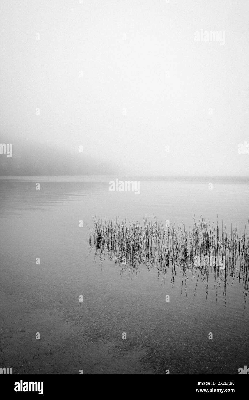 Immagine minima di erbe lungo la costa del lago nebbioso nel Maine Foto Stock