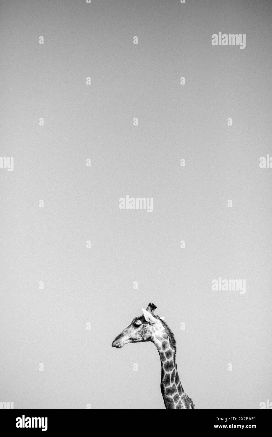 capo di una giraffa in sud africa contro un cielo limpido Foto Stock