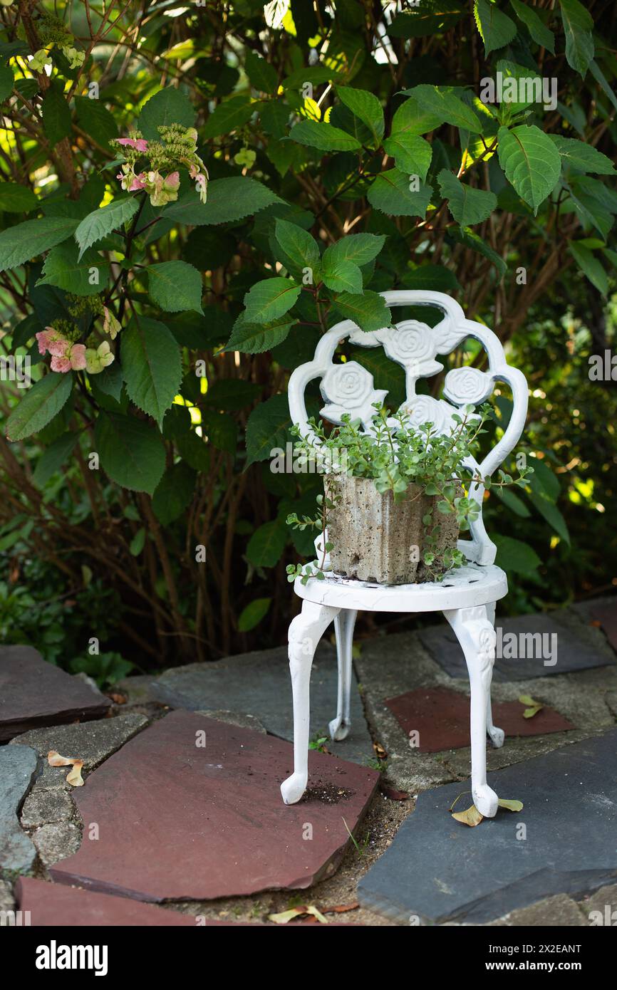 Piccola sedia bianca con piante e ortensie Foto Stock