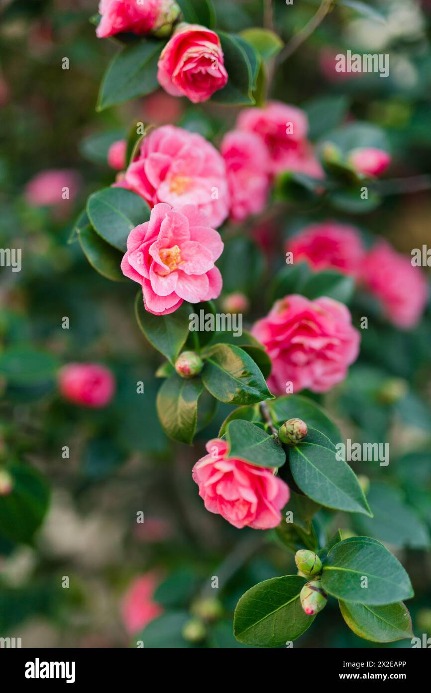 Le vivaci camelie rosa fioriscono in primavera Foto Stock