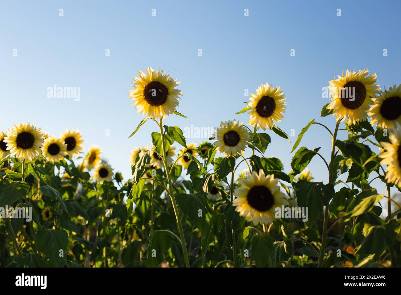 Grandi girasoli gialli contro il cielo blu Foto Stock