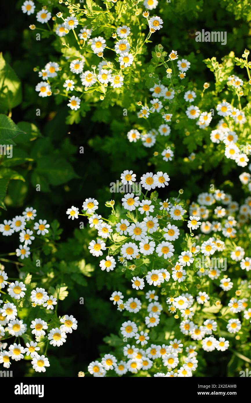 Feverfew fiori in una fattoria di fiori Foto Stock