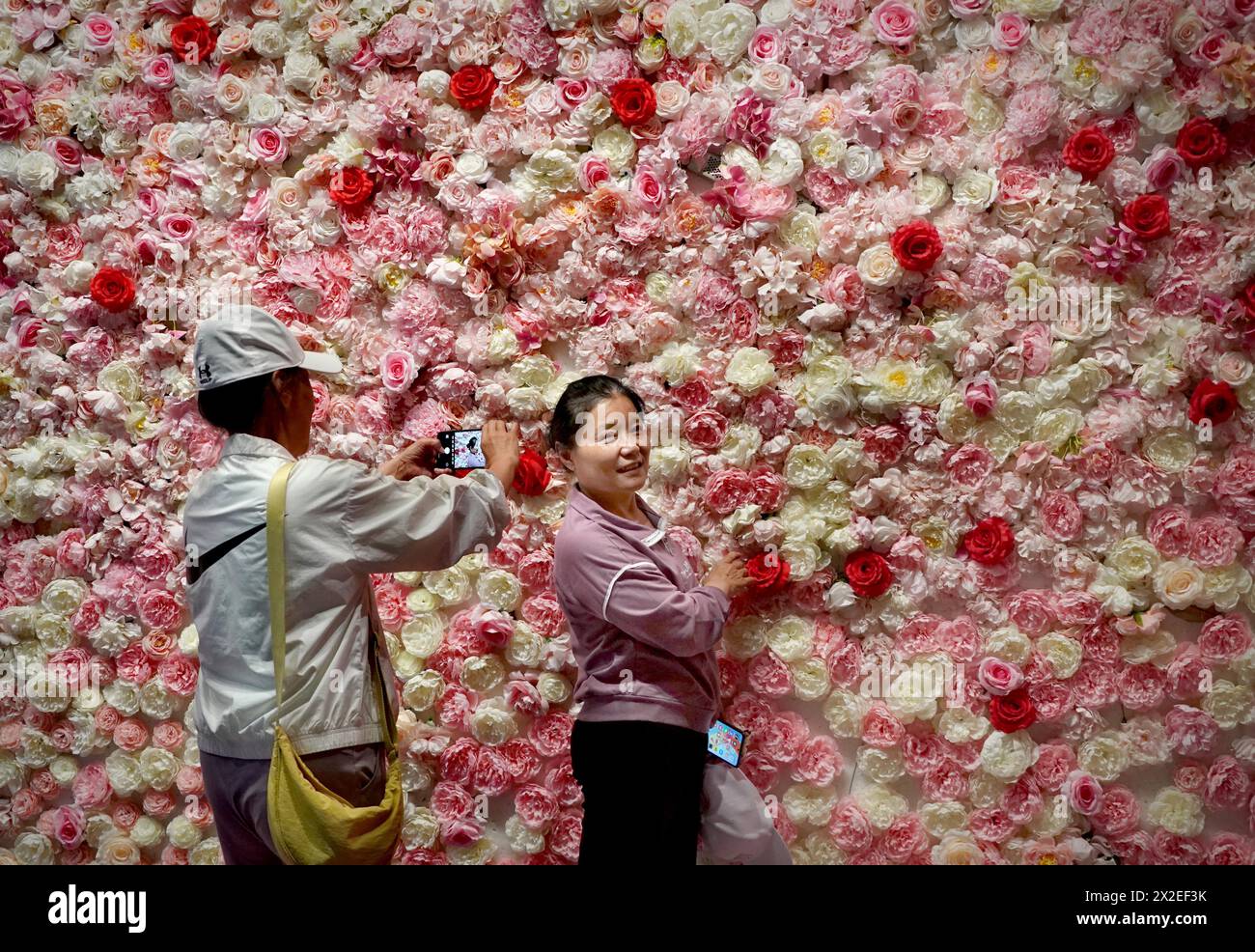 (240422) -- LUOYANG, 22 aprile 2024 (Xinhua) -- i turisti scattano foto di fronte a un muro di fiori di peonia presso il Peony Pavilion a Luoyang, nella provincia cinese centrale di Henan, 16 aprile 2024. Come capitale imperiale durante 13 dinastie, Luoyang sostiene di avere le migliori peonie del paese. Negli ultimi anni, Luoyang ha attivamente esplorato la cultura legata ai fiori di peonia, incoraggiando lo sviluppo di porcellana a tema peonia, pittura e molte altre attività caratteristiche contenenti elementi di peonia. Ciò consente ai turisti di godere sia dei fiori che dell'atmosfera di questa antica capitale. (Xinhua/li an) Foto Stock