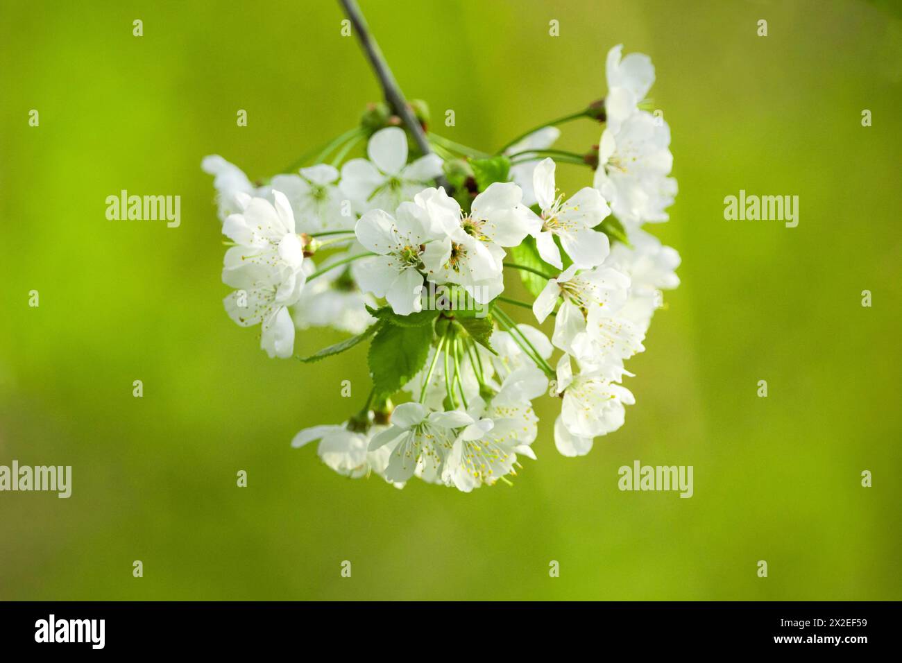 Un ramo di un albero da frutto con fiori bianchi su sfondo verde, vista primavera Foto Stock