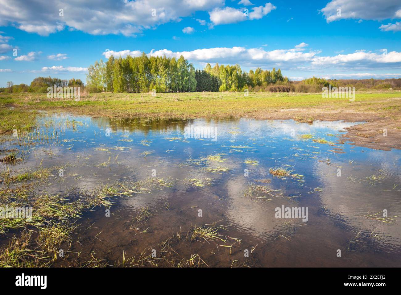Un campo umido e una foresta in una giornata limpida, Zarzecze, Polonia Foto Stock