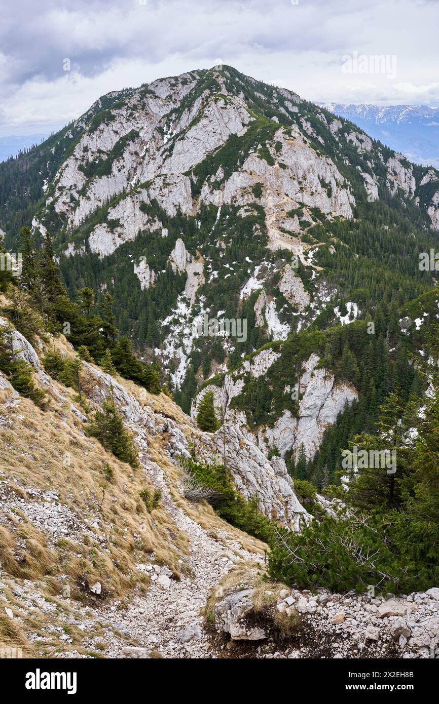 Paesaggio con montagne e pinete all'inizio dell'estate Foto Stock