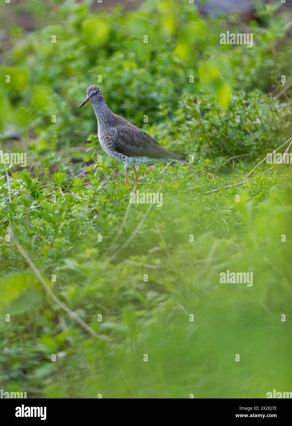 Un Redshank nella prateria. Primavera a Slimbridge. Foto Stock