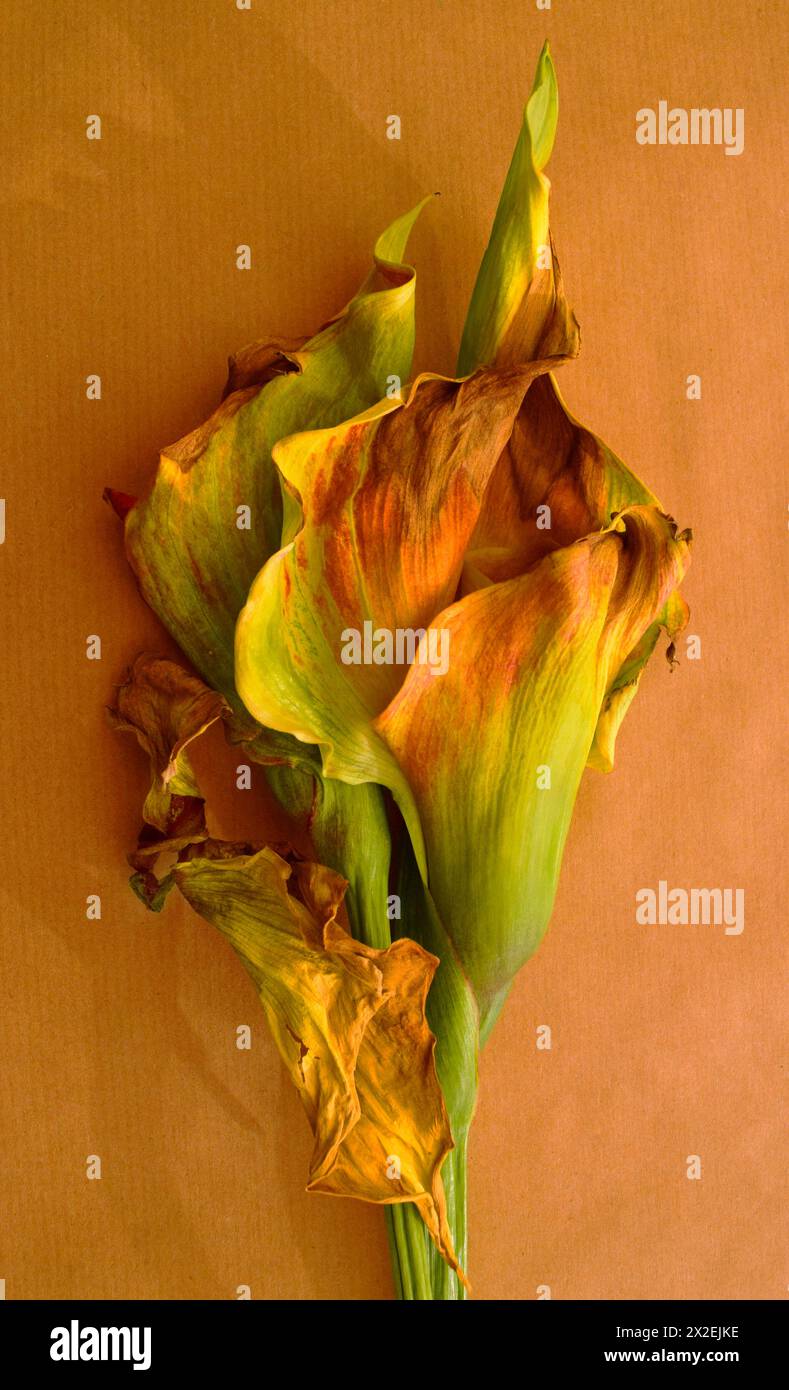 Botanica, Zantedeschia essiccata su fondo di carta marrone, INFORMAZIONI AGGIUNTIVE-CLEARANCE-DIRITTI-NON-DISPONIBILI Foto Stock