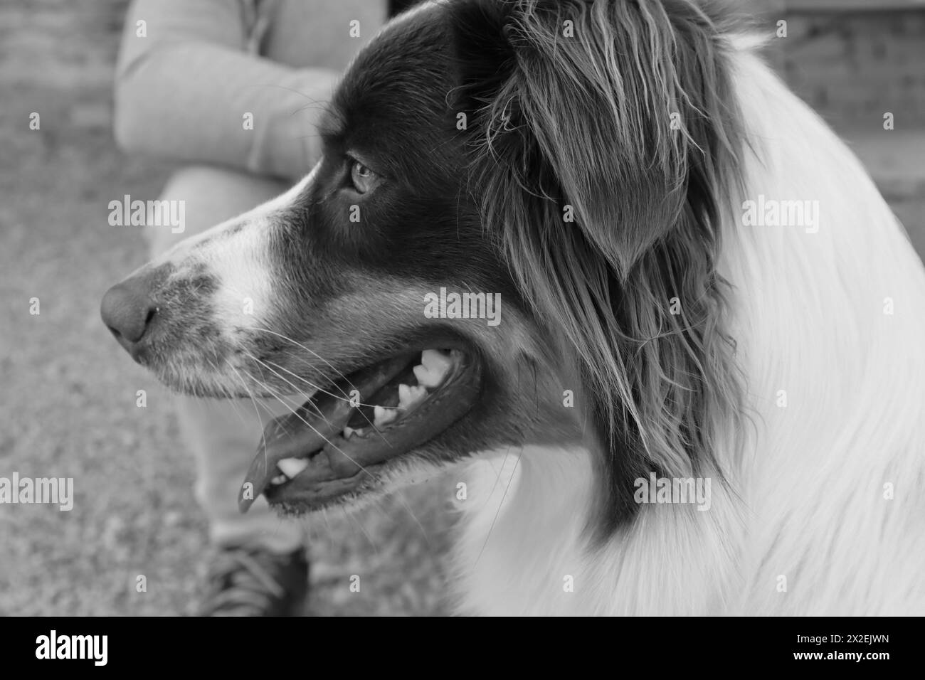 Profilo di un cane Foto Stock